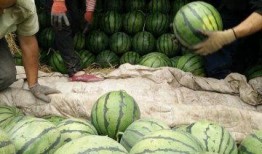 西藏网红新瓜最新爆料,揭秘幕后真相，带你走进神秘网红世界